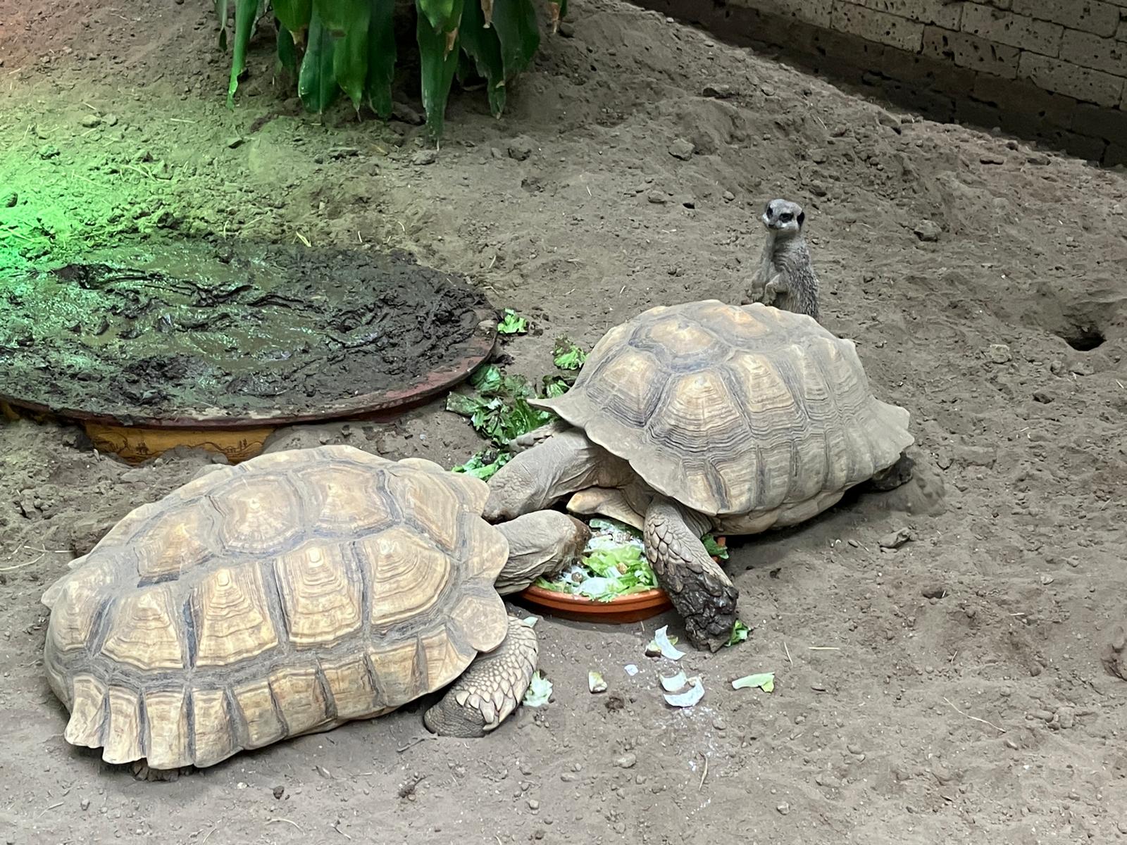 Foto 55 bij artikel "Uitje naar de Orchideenhoeve in Luttelgeest".